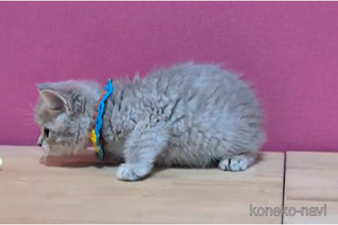 成約済の東京都のマンチカン-101312の3枚目